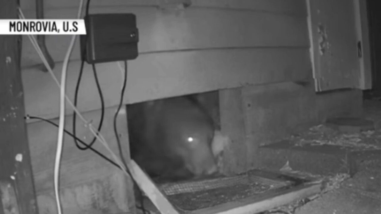 Couple Discovers 400 Pound Bear Living Under Home