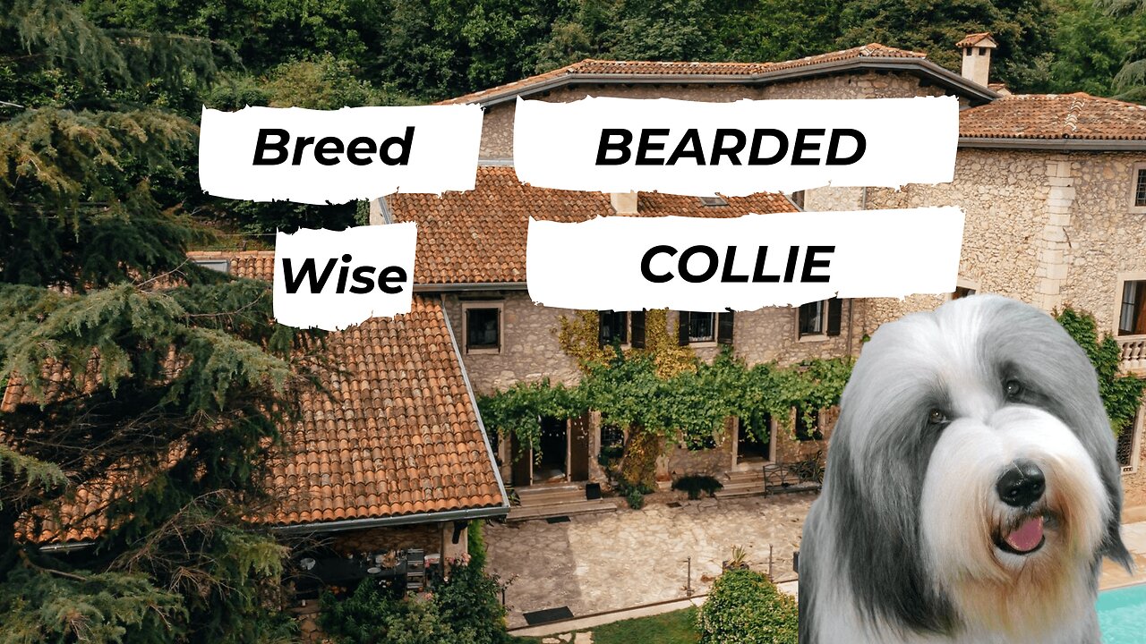 Bearded Collie Dog Breed Information