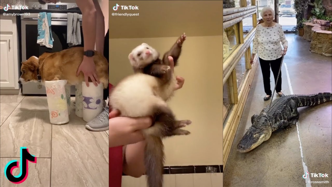 Try Not To Laugh At These ANIMAL TikToks
