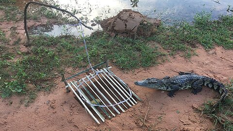 Awesome Creative Man Catches Crocodile Using Quick Spring Trap_How To Make Crocodile Trap