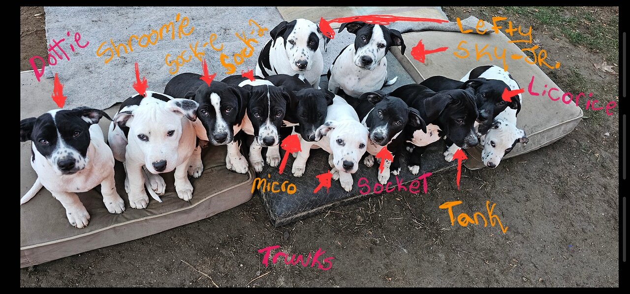 pups need homes https://gofund.me/ac81f012