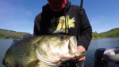 Giant Trout Swimbait Catches Monster Bass After Monster Bass! Defiant 247 Swimbait