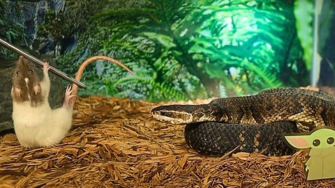 Wild Water Moccasin Takes Down Mouse in Lightning Fast Attack