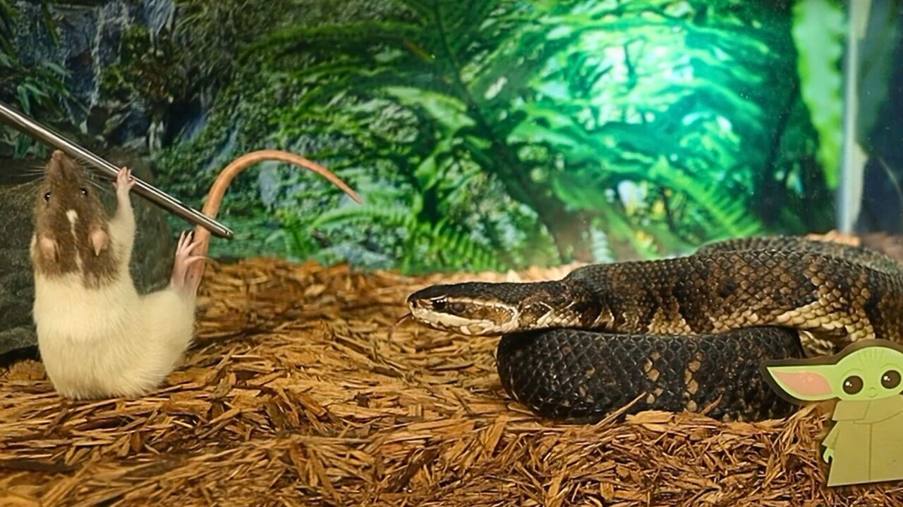 Wild Water Moccasin Takes Down Mouse in Lightning Fast Attack