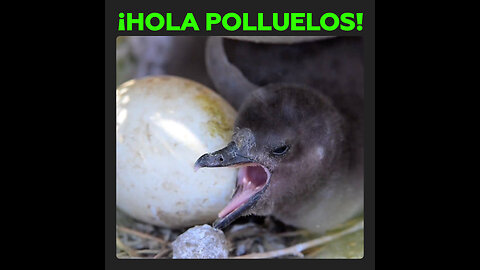 Los pingüinos de Magallanes comienzan su temporada reproductiva