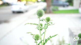 MY IDAHO: Volunteer master gardeners solving plant-related problems across the state