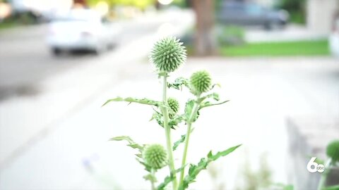 MY IDAHO: Volunteer master gardeners solving plant-related problems across the state