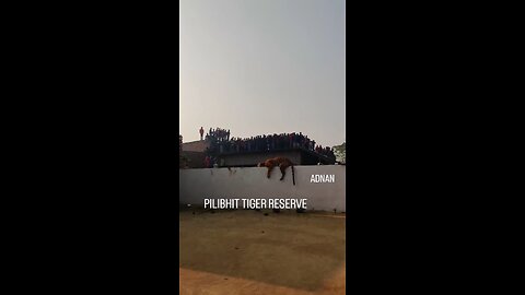Tiger in Pilibhit