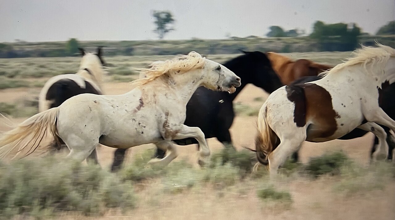 WHOA Wild Horses of America Ep 11 McCullough Peaks in Wyoming by Karen King