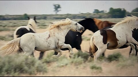 WHOA Wild Horses of America Ep 11 McCullough Peaks in Wyoming by Karen King