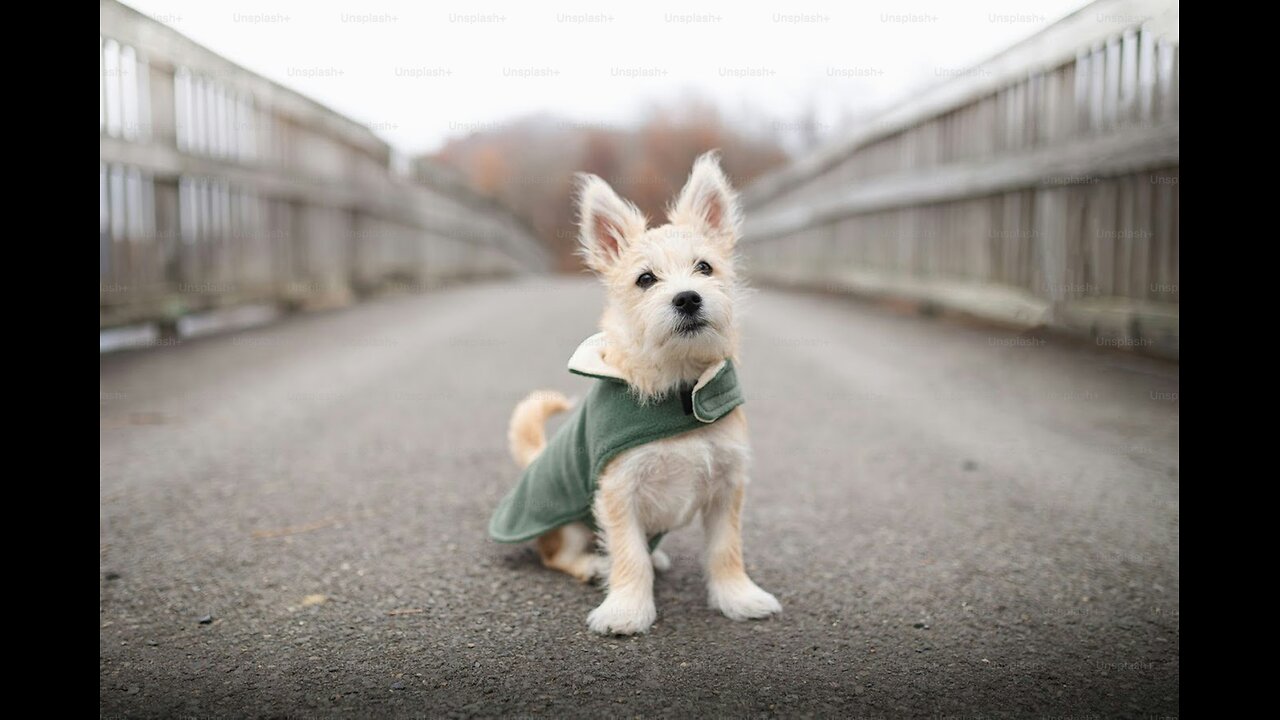Baby Dogs Cute and Funny Dog Videos Compilation