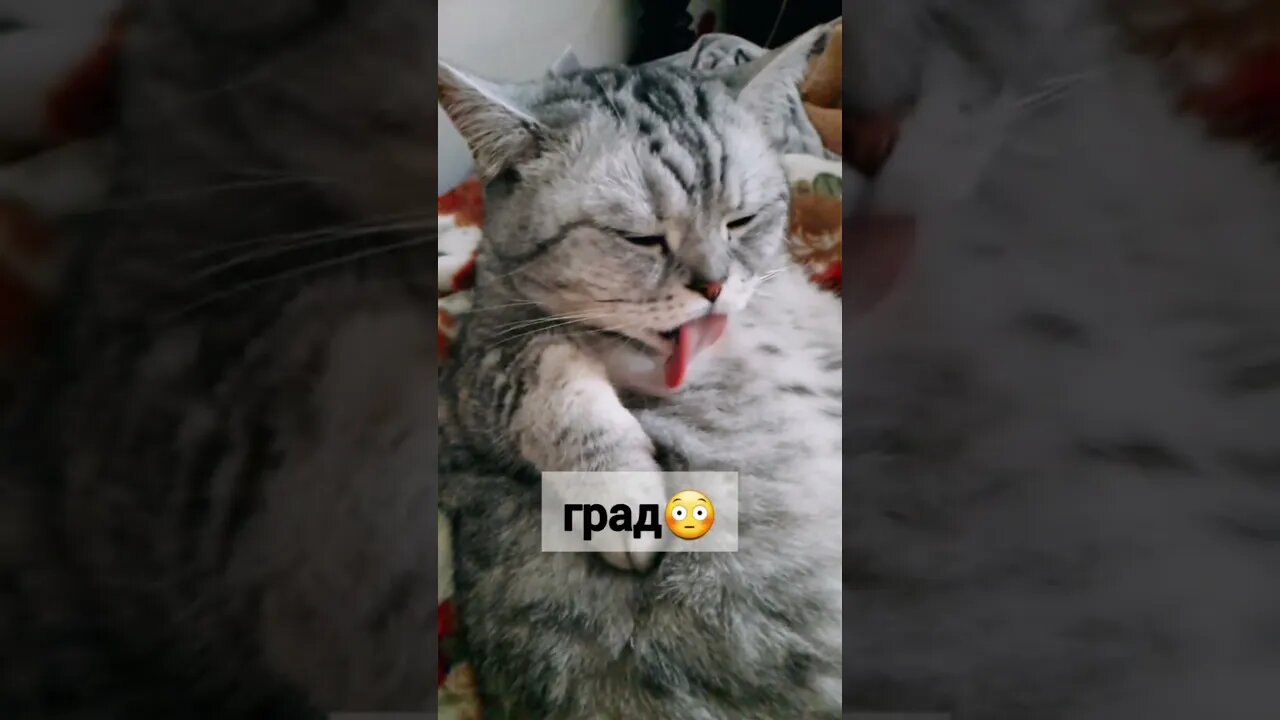 #shorts Смешные Коты Из Тик Тока 140 Funny Cats From Tiktok