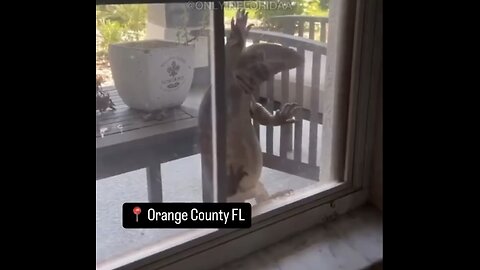 HUGE FLORIDA LIZARD🦎🏠🏝️📸TRIES TO BREAK INTO FLORIDA HOME🏡🦎🌴💫