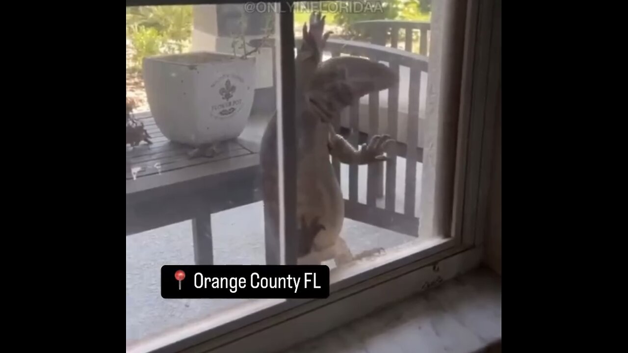 HUGE FLORIDA LIZARD🦎🏠🏝️📸TRIES TO BREAK INTO FLORIDA HOME🏡🦎🌴💫