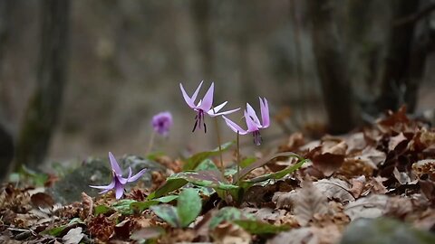 "Woodland Elegance: Blooming Erythronium Amidst Autumn Leaves."