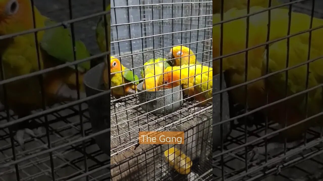 The Sun Conure Gang l #shorts l #sunconure l @BikisAviary
