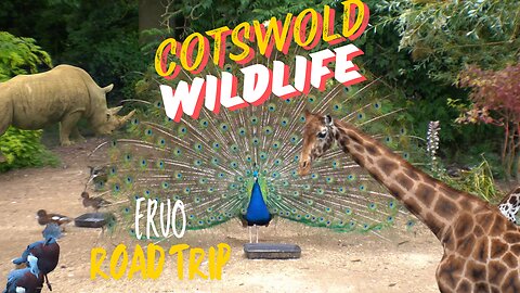LAMAS, LIONS AND GIRAFFES... OH MY!!! COTSWOLD WILDLIFE