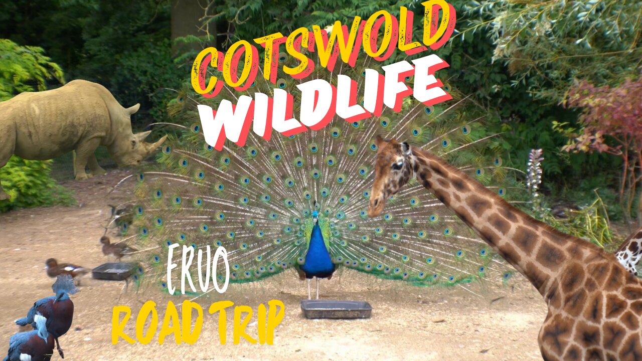 LAMAS, LIONS AND GIRAFFES... OH MY!!! COTSWOLD WILDLIFE