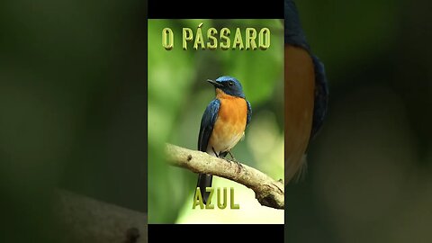 Poema "O Pássaro Azul" Bukowski #shorts #poesia #literatura