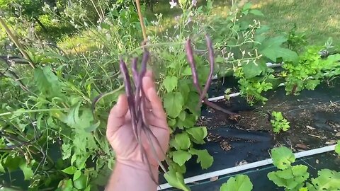 Nine Mile Farm Garden Update 5-22-23 - Seed Sources in Video Notes