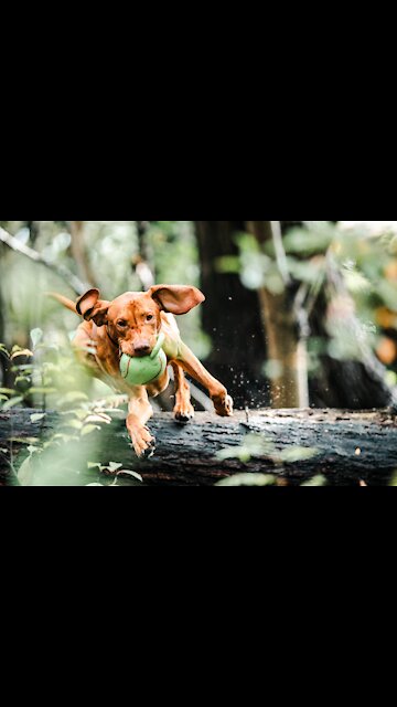 Entertaining Pugs Try Not to Laugh, Funny Dogs Comedy Funny Dogs. (Funny Animals #245)