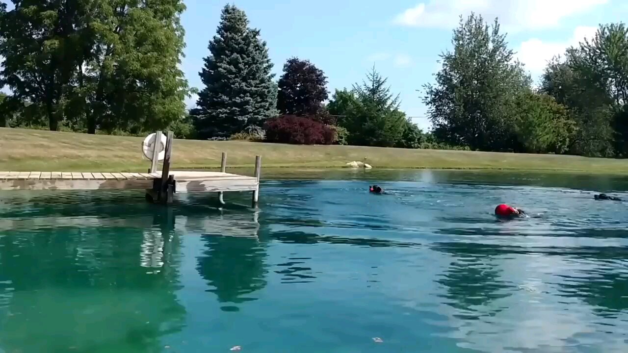 world's funniest animal vedios