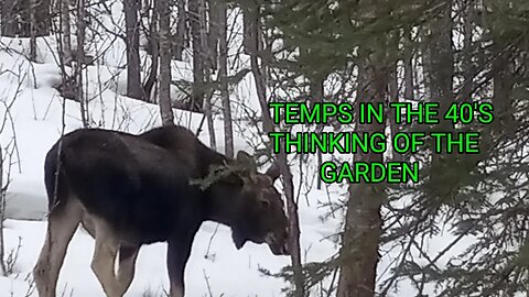 MY FIRST STEP TO THIS YEARS GARDEN