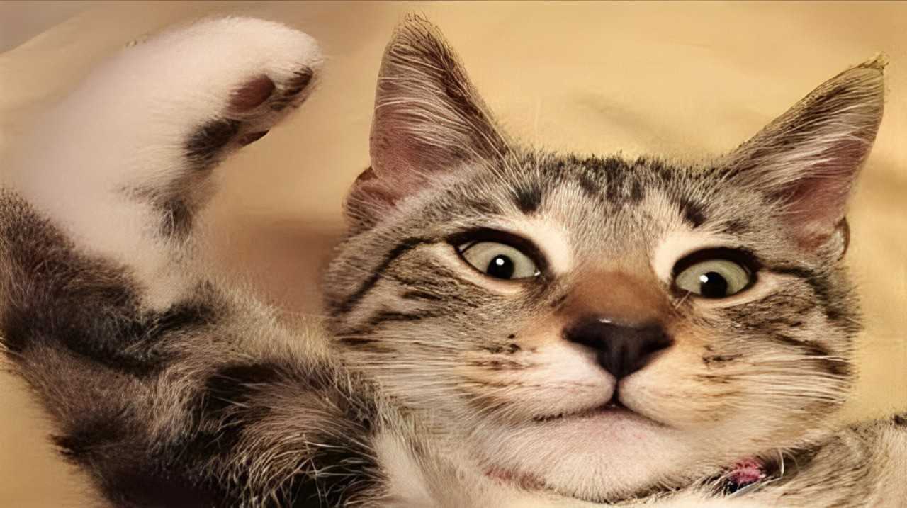The FUNNIEST Pet Videos of 2024! 🤣 - BEST Compilation Animals Gags