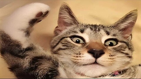 The FUNNIEST Pet Videos of 2024! 🤣 - BEST Compilation Animals Gags