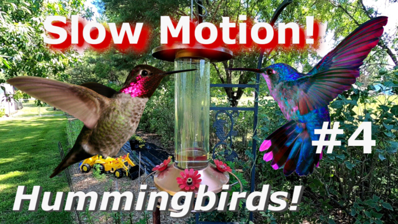 Hummingbird - DIVE BOMB -Cam Super Slow Motion Beautiful Birds in flight #4