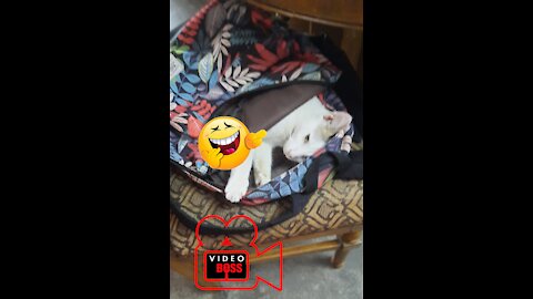 1 minute 21 second cat's funny video