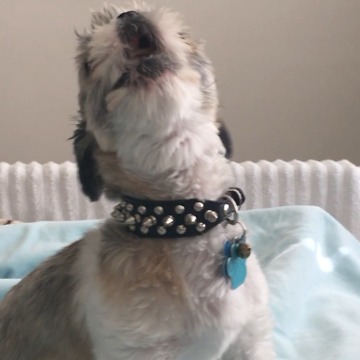 A Dog Howls To Adele's Music