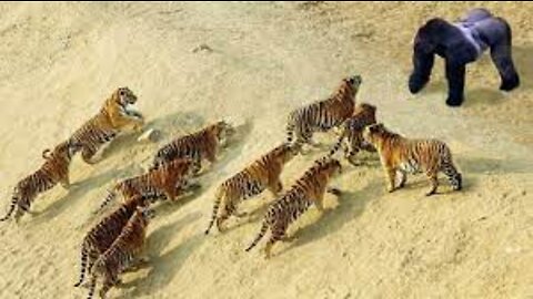 The Best Of Animal Attack 2022 - Most Amazing Moments Of Wild Animal Fight! Wild Discovery Animal p4