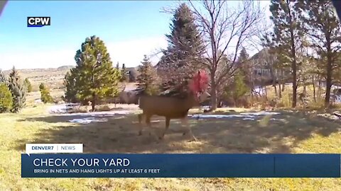 Protect your yard from animals with antlers