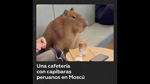 Moscú tendrá una cafetería con capibaras peruanos