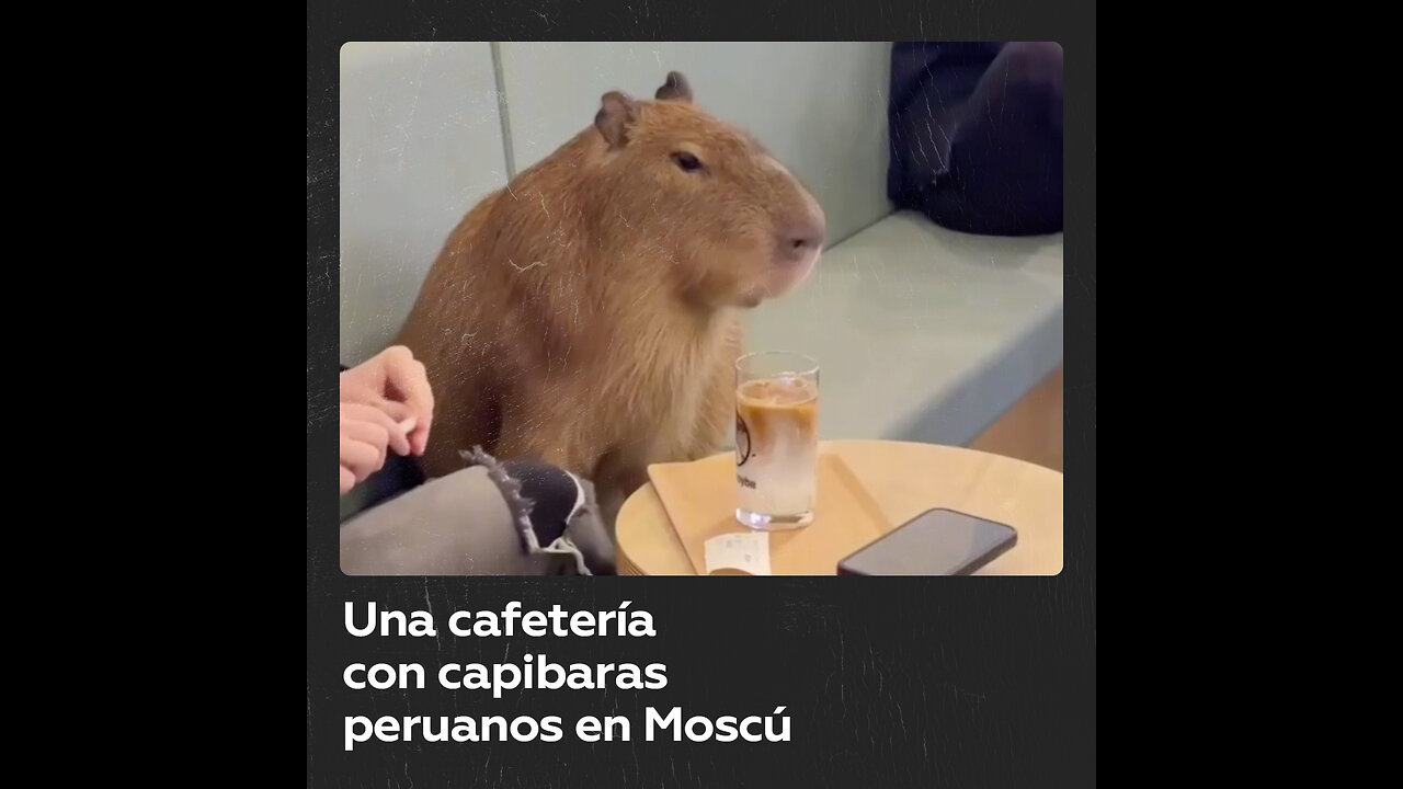 Moscú tendrá una cafetería con capibaras peruanos