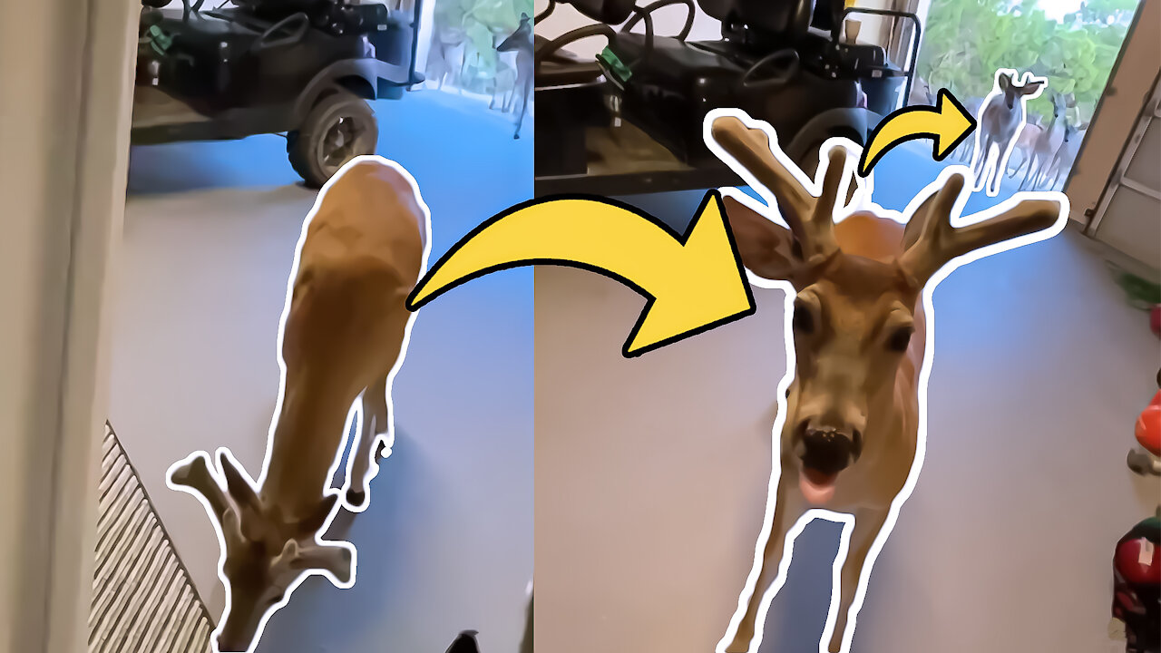 The Man Entered His Garage, And A HUGE Surprise Awaited Him