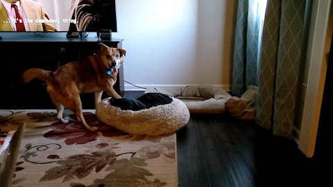 Woodstock and the Blue Toy