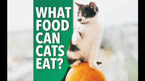 Cats 101 : Cat Nutrition