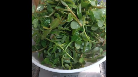 How to pickle purslane
