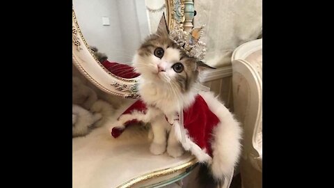 cute spoiled cat (funny)