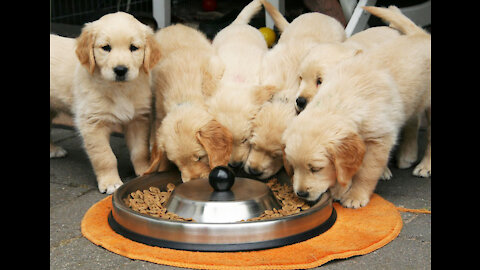 How to make Dog treats from the comfort of your own house.