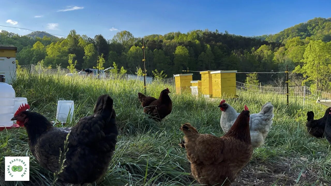 Homesteading is HARDER without Chickens