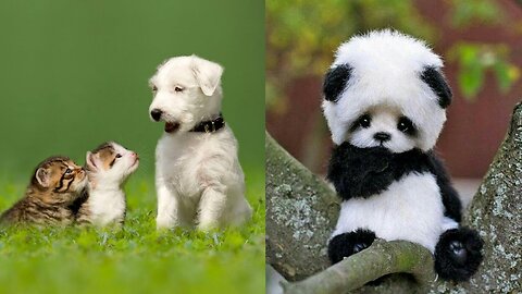 cute cat funny moments 😂😘😀❤️😭