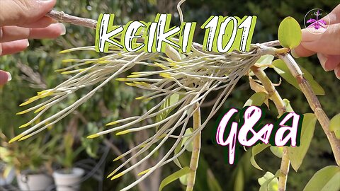 Orchid Keiki Care Grow MORE Keikis | STOP Keikis Growing | How to POT Keikis & MORE #ninjaorchids