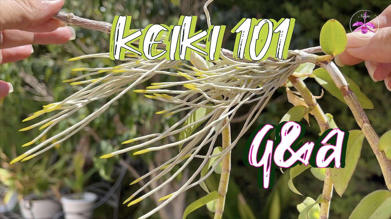 Orchid Keiki Care Grow MORE Keikis | STOP Keikis Growing | How to POT Keikis & MORE #ninjaorchids