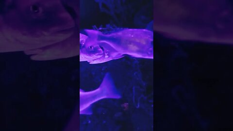 Underwater Sea