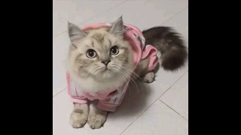 Stall fashion cat
