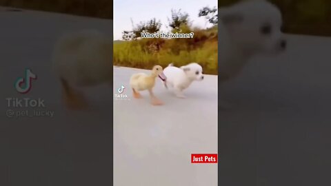 Who will win the race? #cute #tiktok #funnyanimals #viral