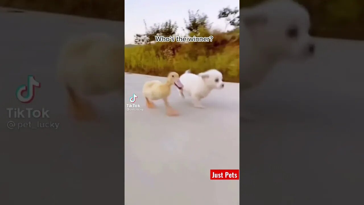 Who will win the race? #cute #tiktok #funnyanimals #viral